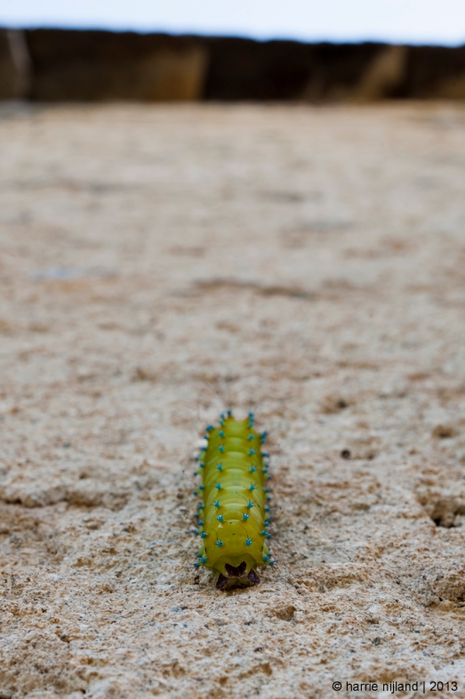 Caterpillar | Tercui | Spain